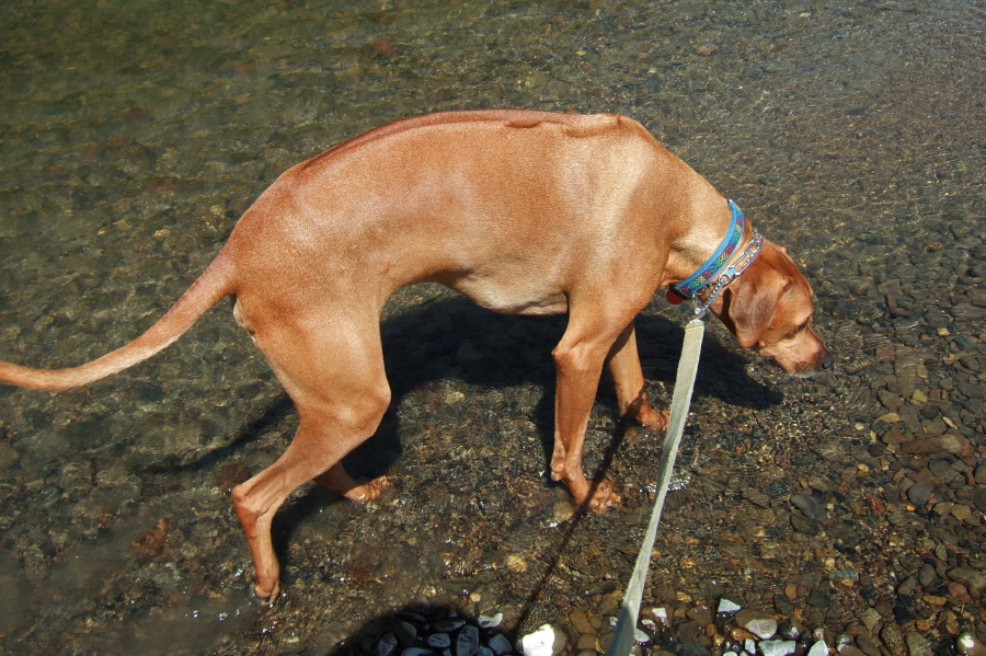 Kumba enjoys a short wade in Salmon Falls Creek.