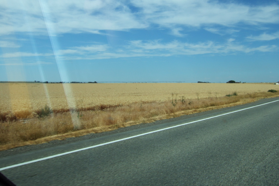 Passing golden wheat fields on one side...