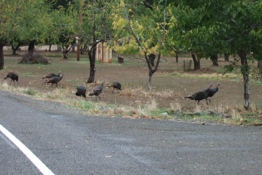 Wild turkeys on Pleasants Valley Rd.