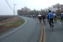 A group of some 80 or 90 cyclists heads south from Gilroy on Bolsa Road.