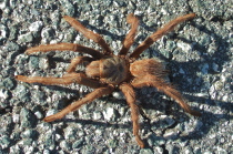 Tarantula seen on Santa Ana Valley Road.