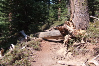 A fallen tree blocks the trail to Yosemite Point.