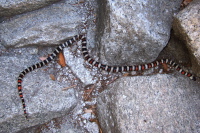 A young king snake warms itself on the rocks.
