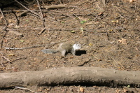 A friendly squirrel.