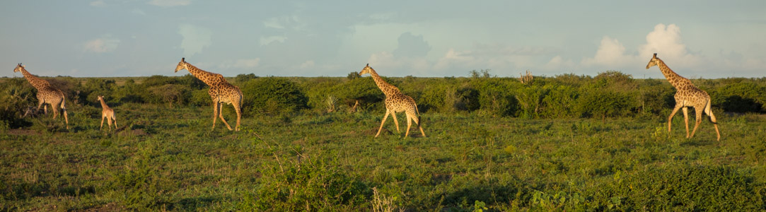 A Tower of Giraffe - 5/2016