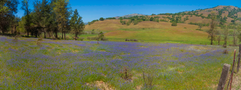 Halls Valley Wildflowers - 4/2022