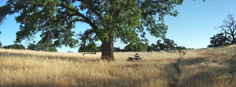 Henry Coe State Park valley oak - 6/2012
