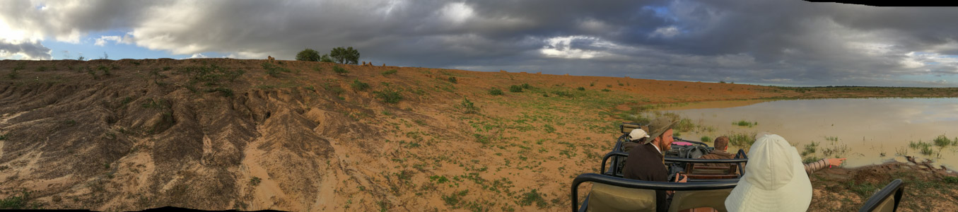 Lions at Phinda 1 - 6/2016