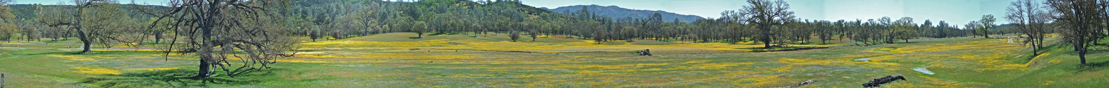 Upper San Antonio Valley wildflowers - 4/2010