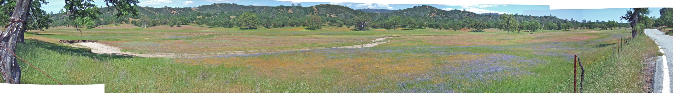 Wildflowers in Upper San Antonio Valley - 5/2010